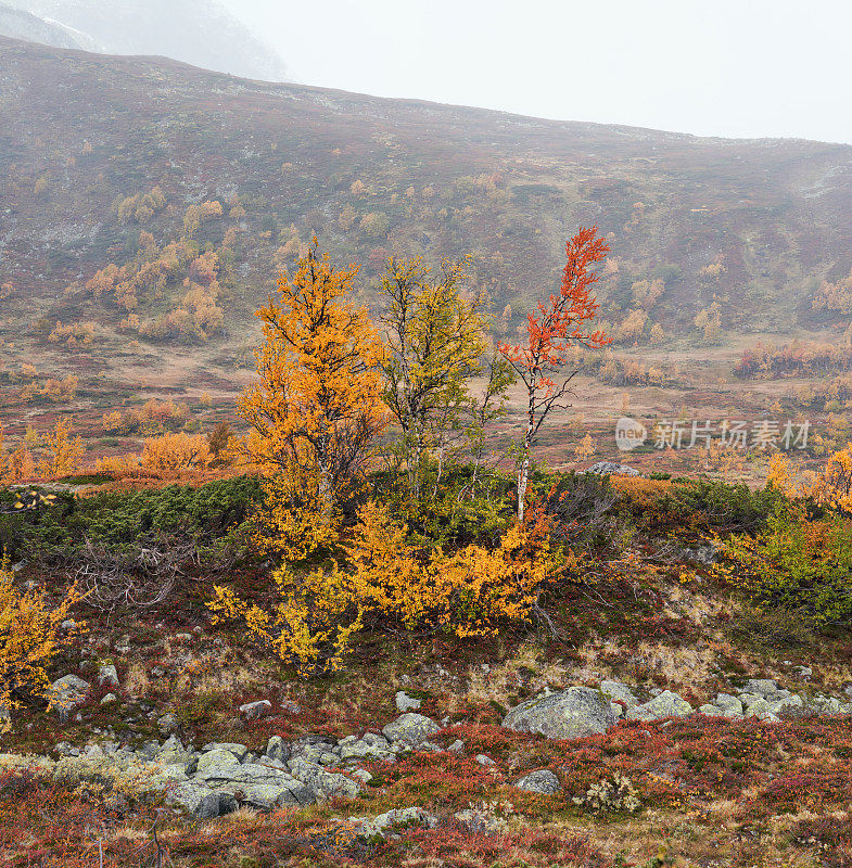 挪威Hemsedal Buskerud山上的秋天的绒毛桦树景观